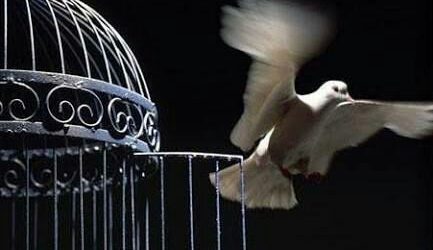 آزادی 41 زندانی گلستانی