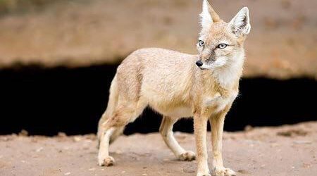 شکار روباه ترکمنی در محدوده مرزی داشلی برون